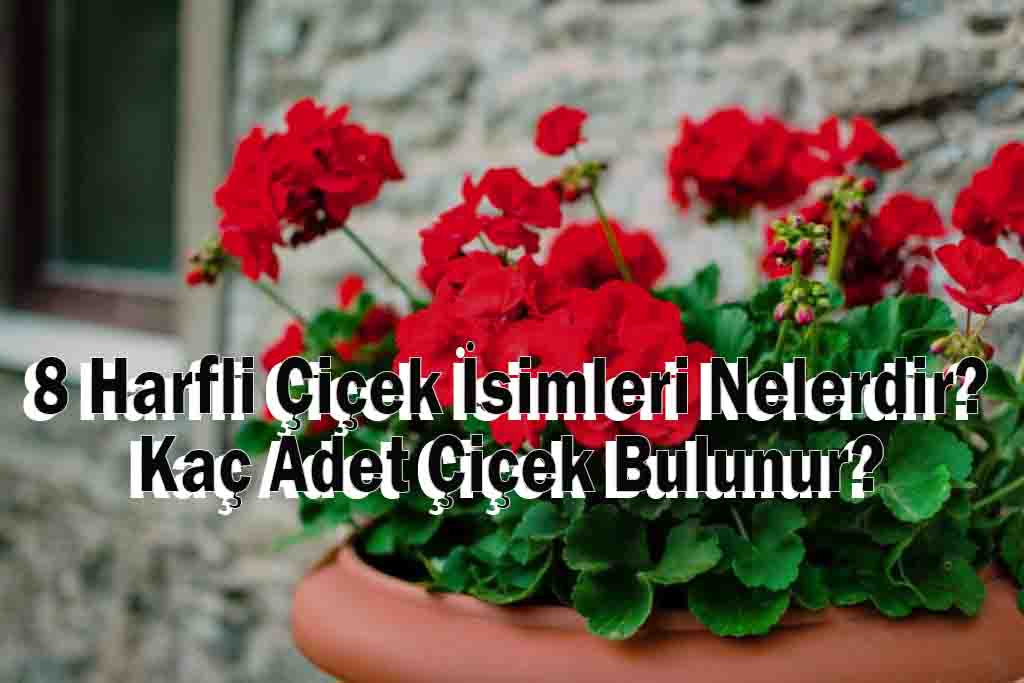 8 Harfli Çiçek İsimleri Nelerdir? Kaç Adet Çiçek Bulunur?