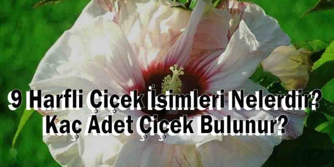 9 Harfli Çiçek İsimleri Nelerdir? Kaç Adet Çiçek Bulunur?