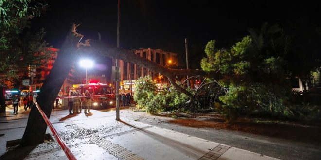 Konak'ta devrilen ağaç trafiği aksattı