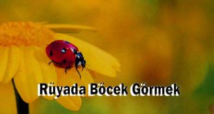 Rüyada Böcek Görmek