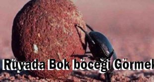 Rüyada Bok böceği Görmek