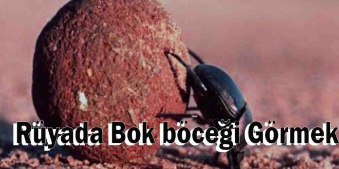 Rüyada Bok böceği Görmek