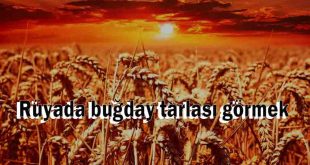 Rüyada buğday tarlası görmek