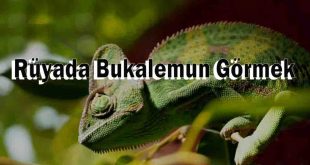 Rüyada Bukalemun Görmek