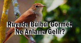 Rüyada Bülbül Görmek Ne Anlama Gelir? Rüya Tabiri Nedir?