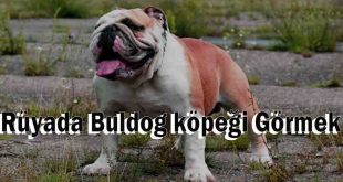 Rüyada Buldog köpeği Görmek