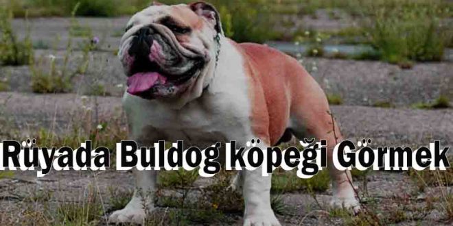 Rüyada Buldog köpeği Görmek