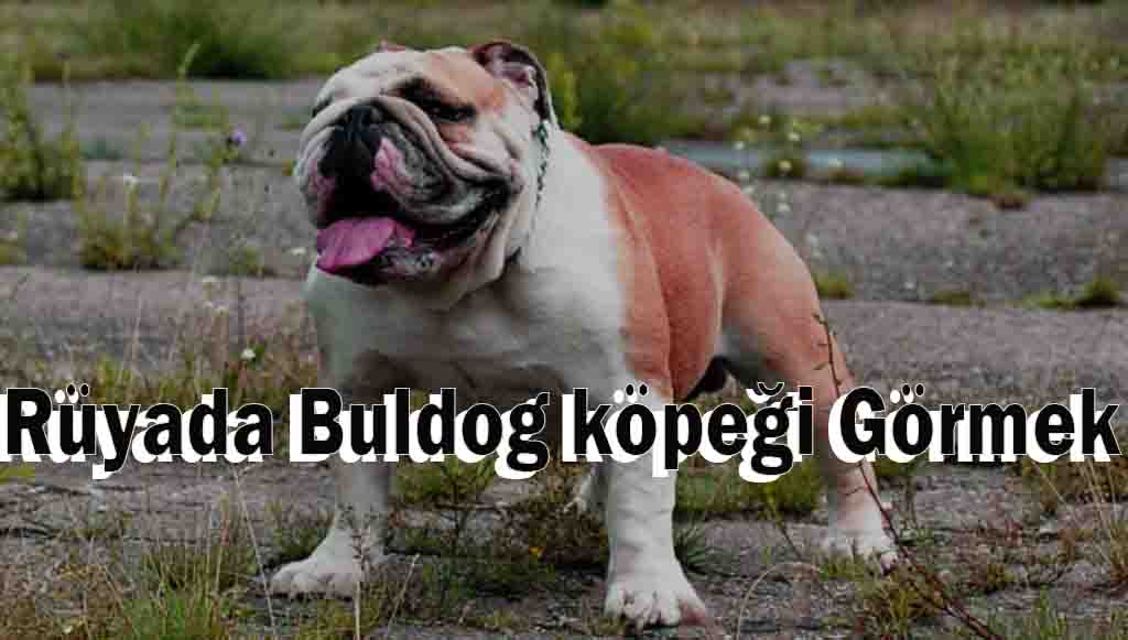 Rüyada Buldog köpeği Görmek