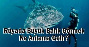 Rüyada Büyük Balık Görmek Ne Anlama Gelir, Neye Yorulur?