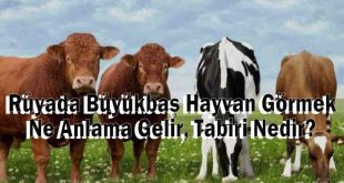 Rüyada Büyükbaş Hayvan Görmek Ne Anlama Gelir, Tabiri Nedir?