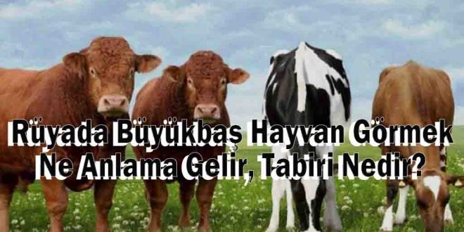 Rüyada Büyükbaş Hayvan Görmek Ne Anlama Gelir, Tabiri Nedir?