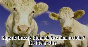 Rüyada Buzağı Görmek Ne anlama Gelir? Ne Demektir?