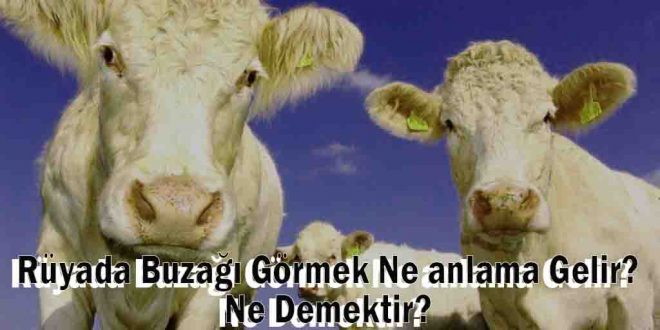 Rüyada Buzağı Görmek Ne anlama Gelir? Ne Demektir?