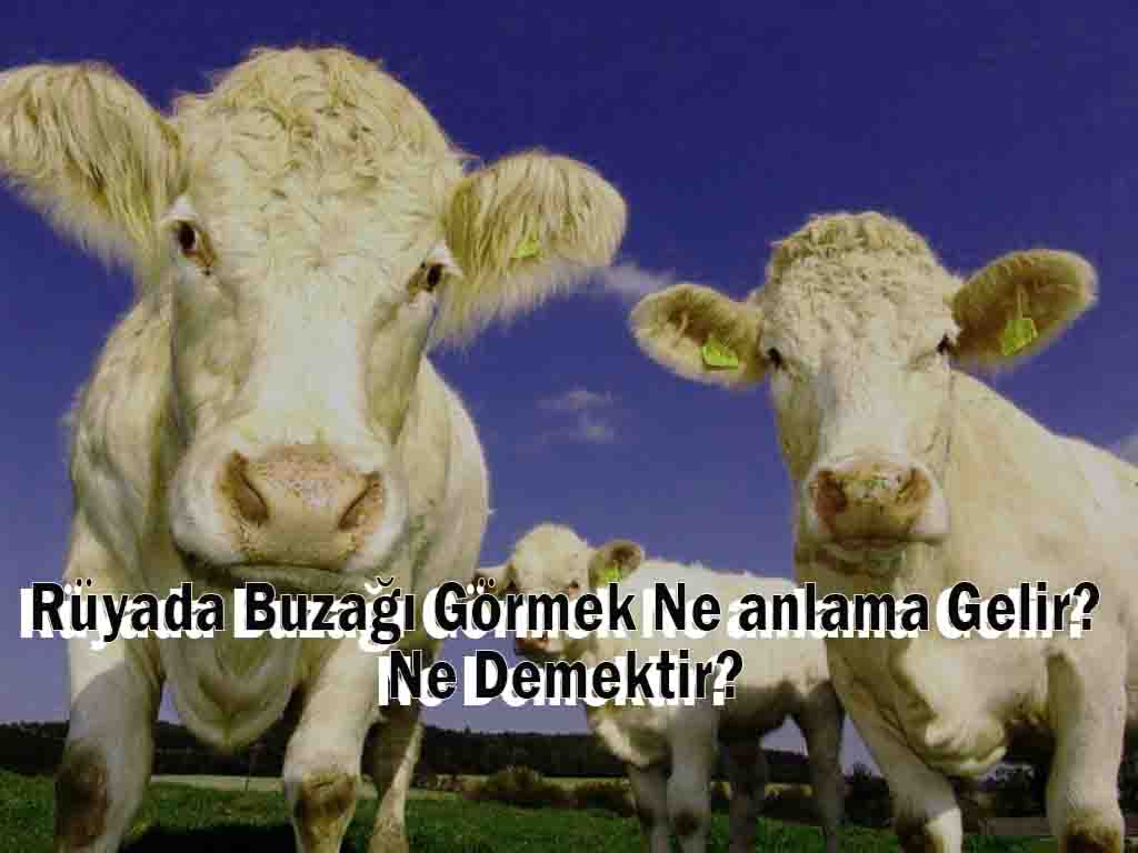 Rüyada Buzağı Görmek Ne anlama Gelir? Ne Demektir?