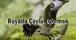 Rüyada Çaylak Görmek