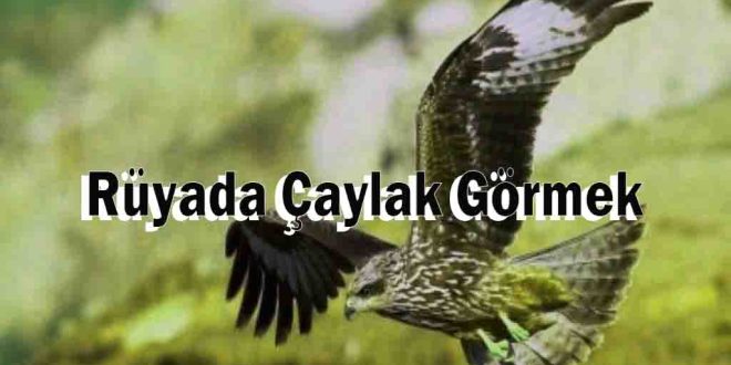 Rüyada Çaylak Görmek