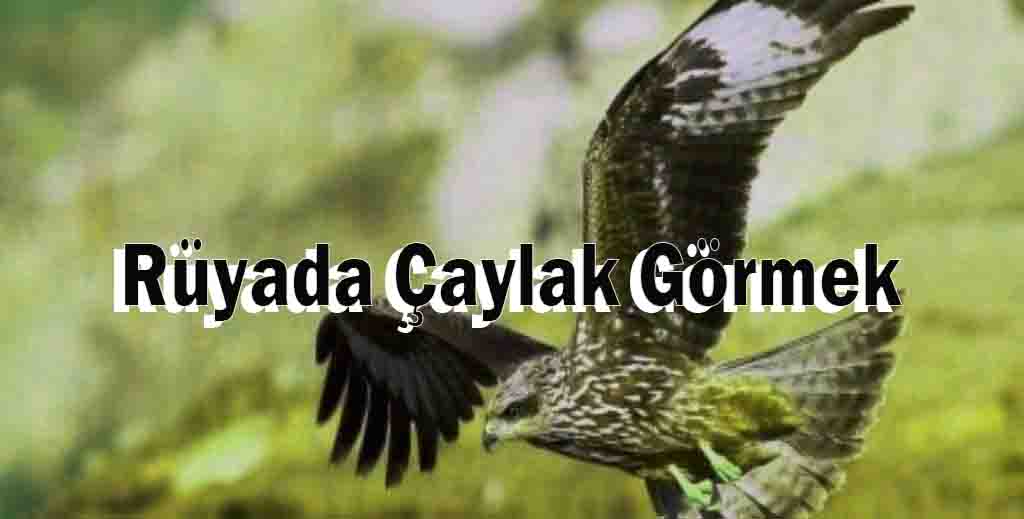 Rüyada Çaylak Görmek