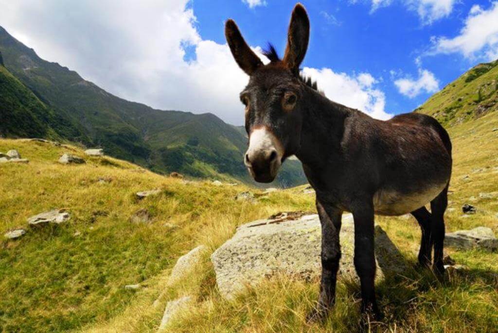 Rüyada eşek görünce ne anlama gelir?